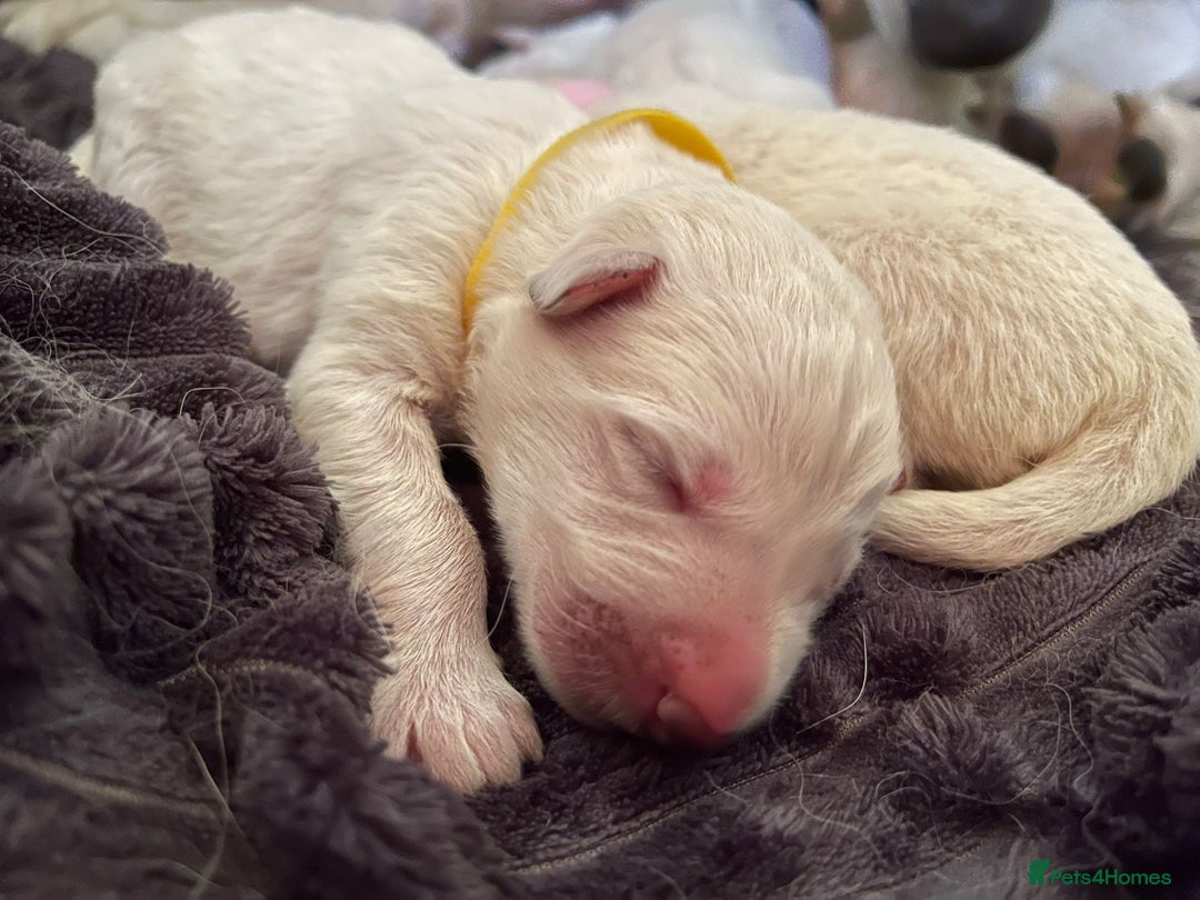 White Swiss Shepherd dogs for sale: White Swiss Shepherd Puppies 🐾🍼KC Registered - Image 5