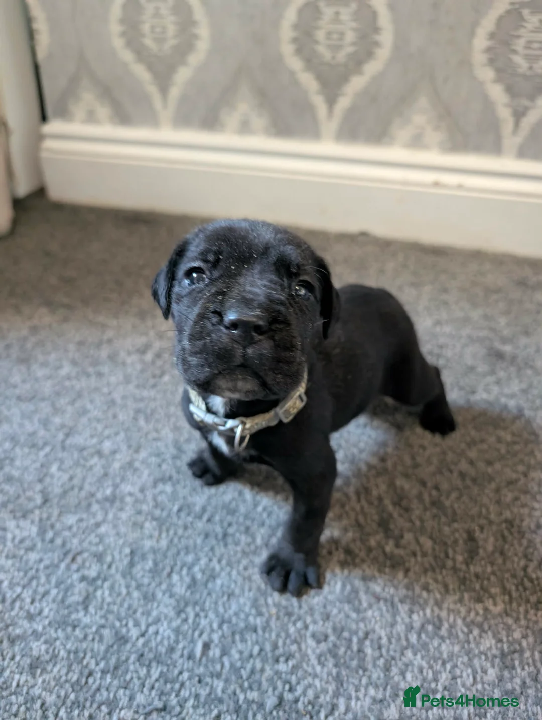 Cane Corso dogs for sale: 1 left 🐾🐶Cane Corso Mastiff Puppies for Sale  - Advert 38