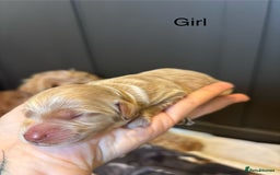 Mini Goldendoodle dogs for sale: F2 mini golden doodle puppies.  - Image 4
