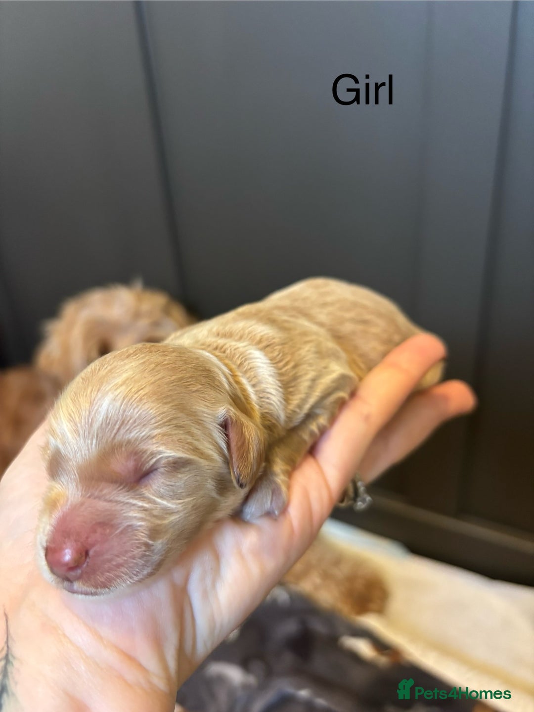 Mini Goldendoodle dogs for sale: F2 mini golden doodle puppies.  - Image 4