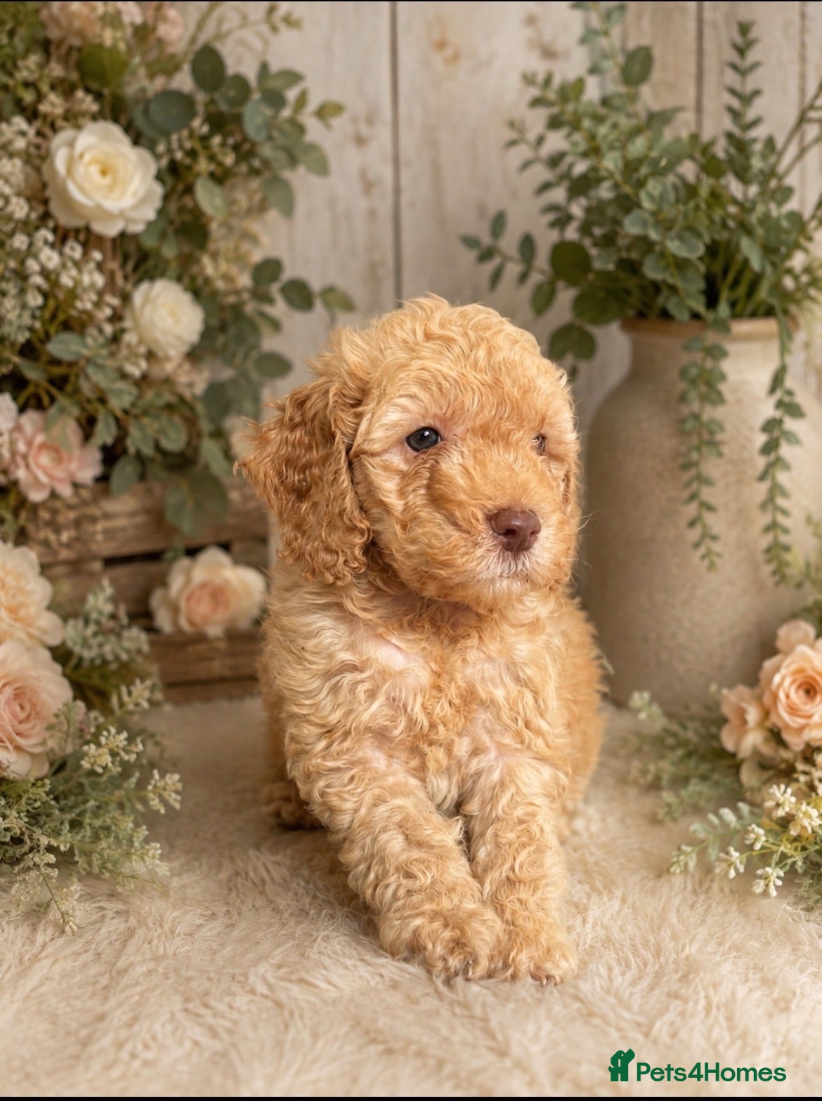 Cockapoo dogs 1 boy available.F1b mini cockapoos Health tested.  - Advert 1