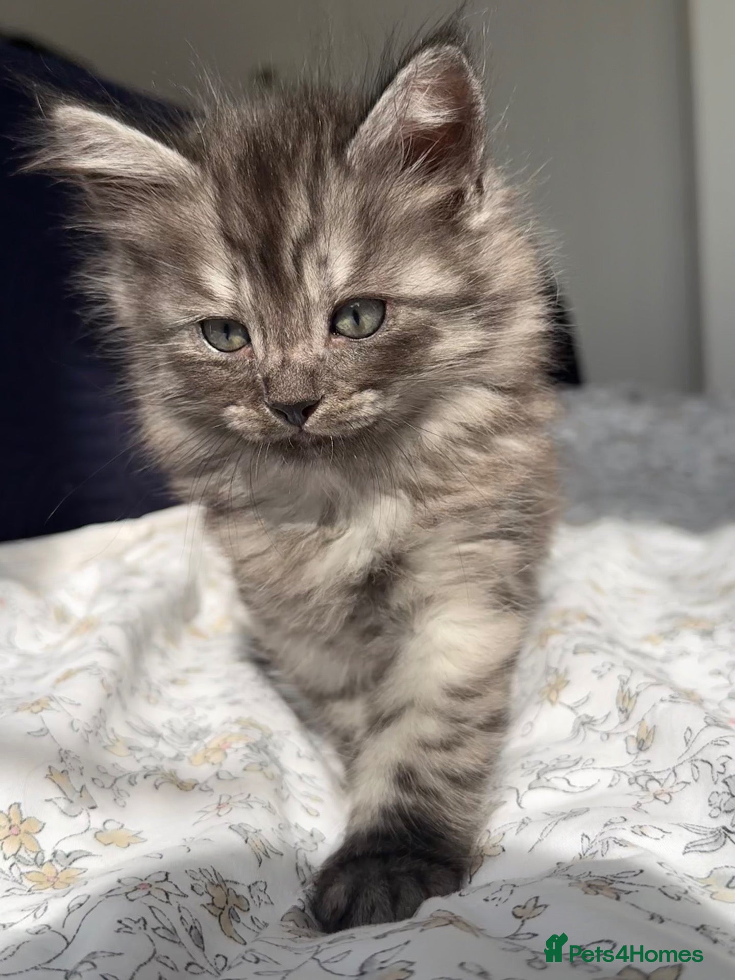 Siberian cats 4 Stunning Siberian X Norwegian Forest Kittens🐾   - Advert 8