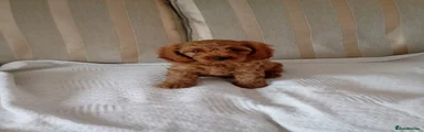 Cavapoo 1