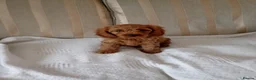 Cavapoo dogs for sale: 8 stunning Cavapoo 🐕‍🦺 puppies 🐕‍🦺 - Advert 9