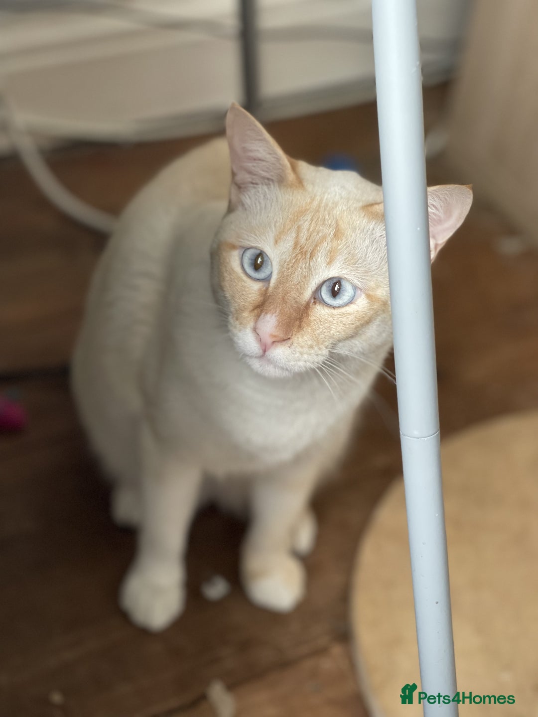 Siamese cats for sale: Ariel - Rescue Siamese - Image 19