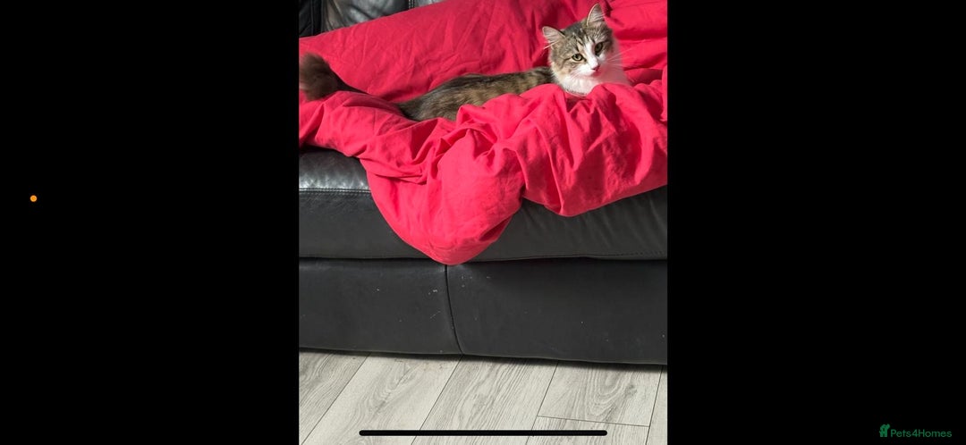 Mixed Breed cats for sale: 1yr female cat.2 playful male kitten available  in Stoke-on-Trent - Image 3