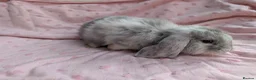 French Lop rabbits for sale: French Lop Rabbits – Ready from 4th September - Advert 9