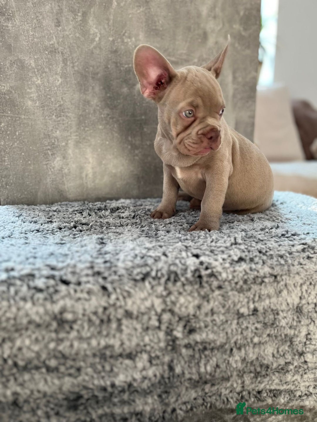 French Bulldog dogs for sale: Isabella boy  in Wickford - Image 8
