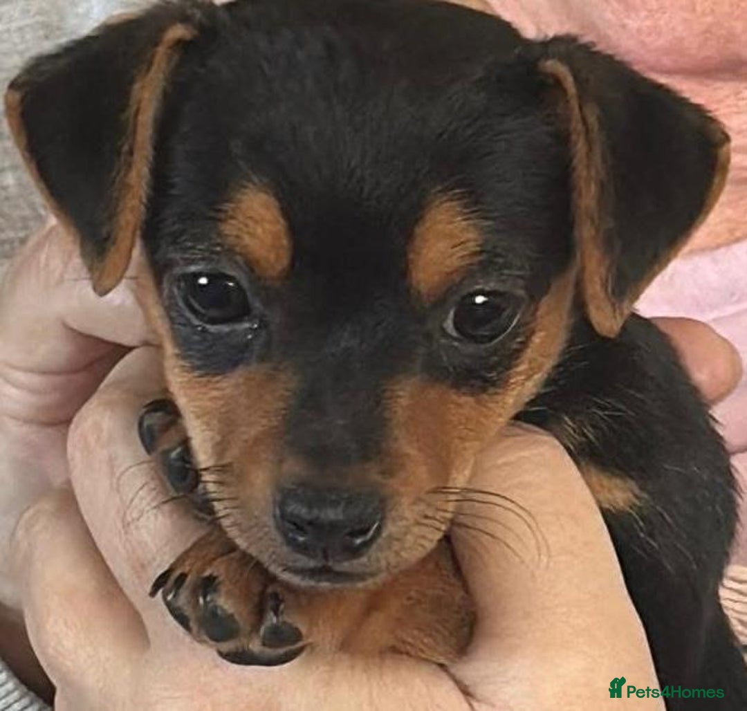 Jack Russell dogs for sale: Miniature jack Russell puppies  - Image 3