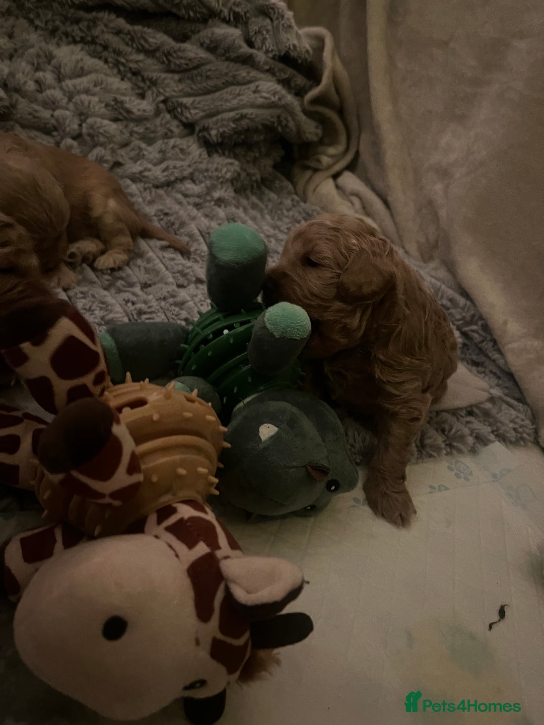 Cockapoo dogs for sale: Cockapoos for sale.  - Advert 24