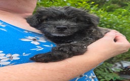 Mixed Breed dogs for sale: F1 Westipoos  - Image 24
