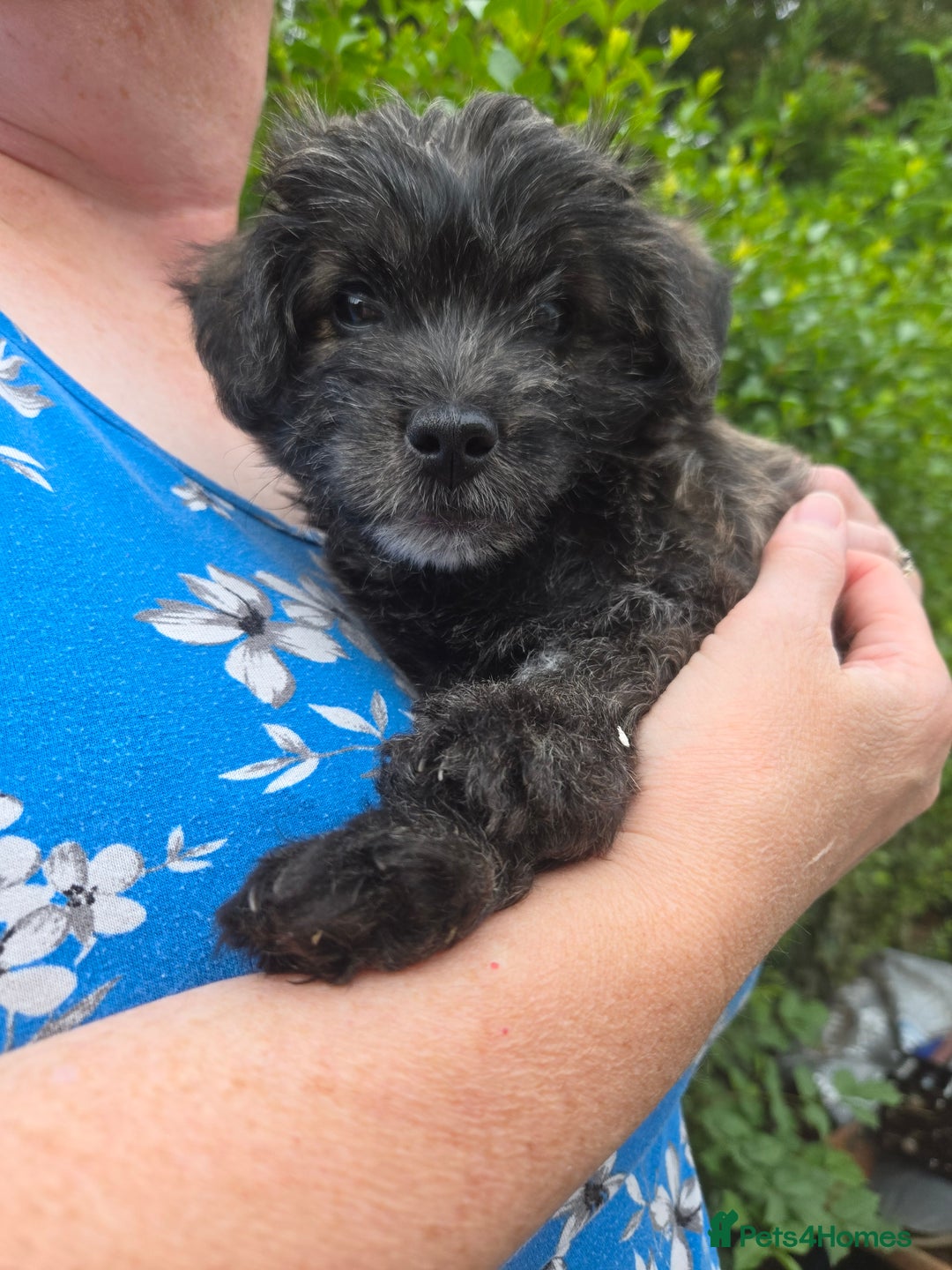 Mixed Breed dogs for sale: F1 Westipoos  - Image 24