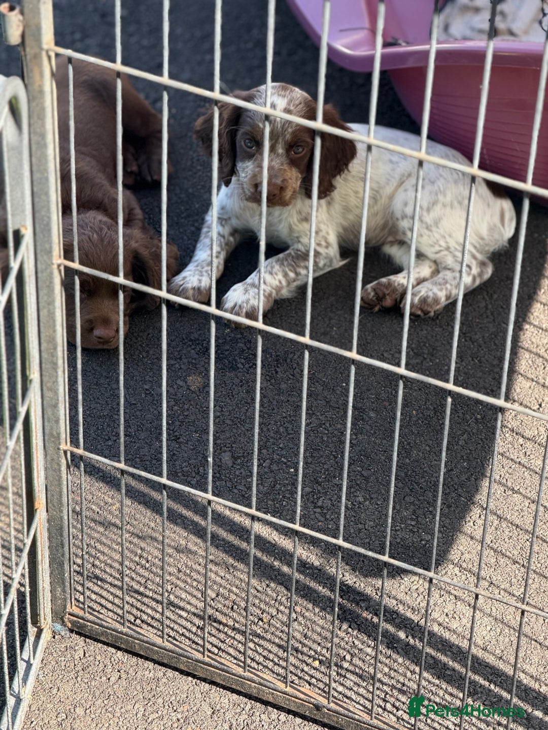 Cocker Spaniel dogs for sale: READY FOR NEW HOMES CAN LEAVE homes health tested  - Image 36