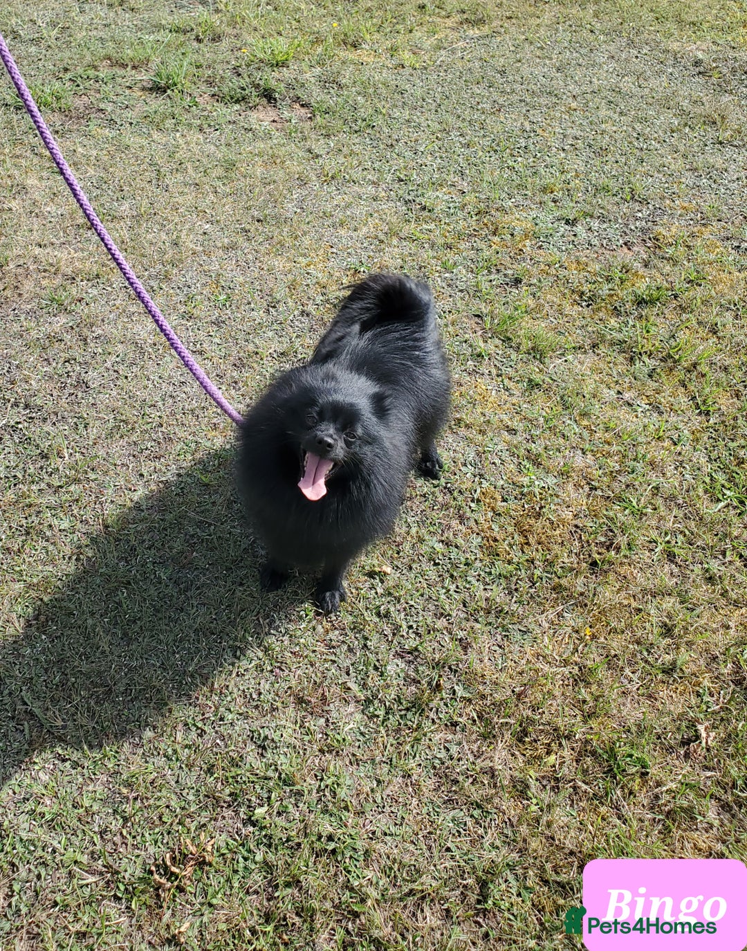 German Spitz dogs for sale: Bluey & Bingo looking for Loving Homes.  - Advert 21