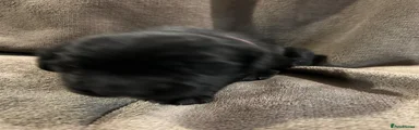 Springador 7