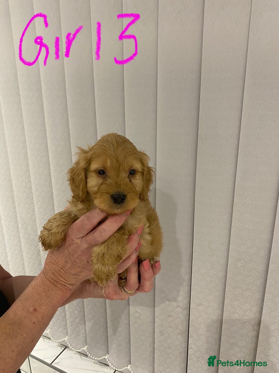 Cockapoo dogs for sale: F1 Red Cockapoo Puppies  - Advert 7