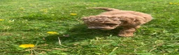 Toy Poodle dogs for sale: TOY POODLE PUPPIES  in Omagh - Advert 9