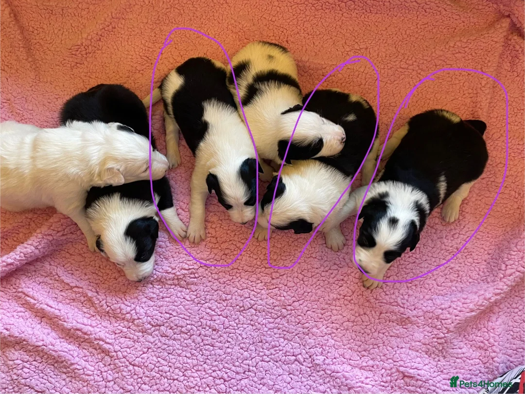 Border Collie dogs for sale: Black and White Border Collie Puppies! - Advert 2