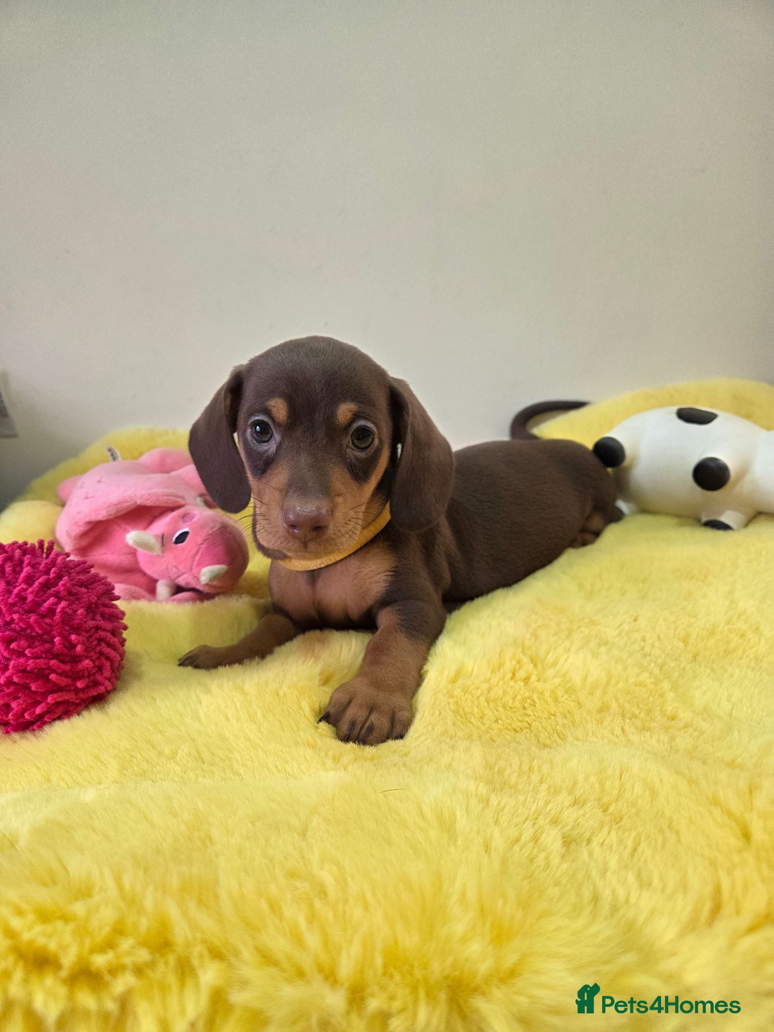 Miniature Dachshund dogs Kc registered Miniature Dachshund  - Advert 1
