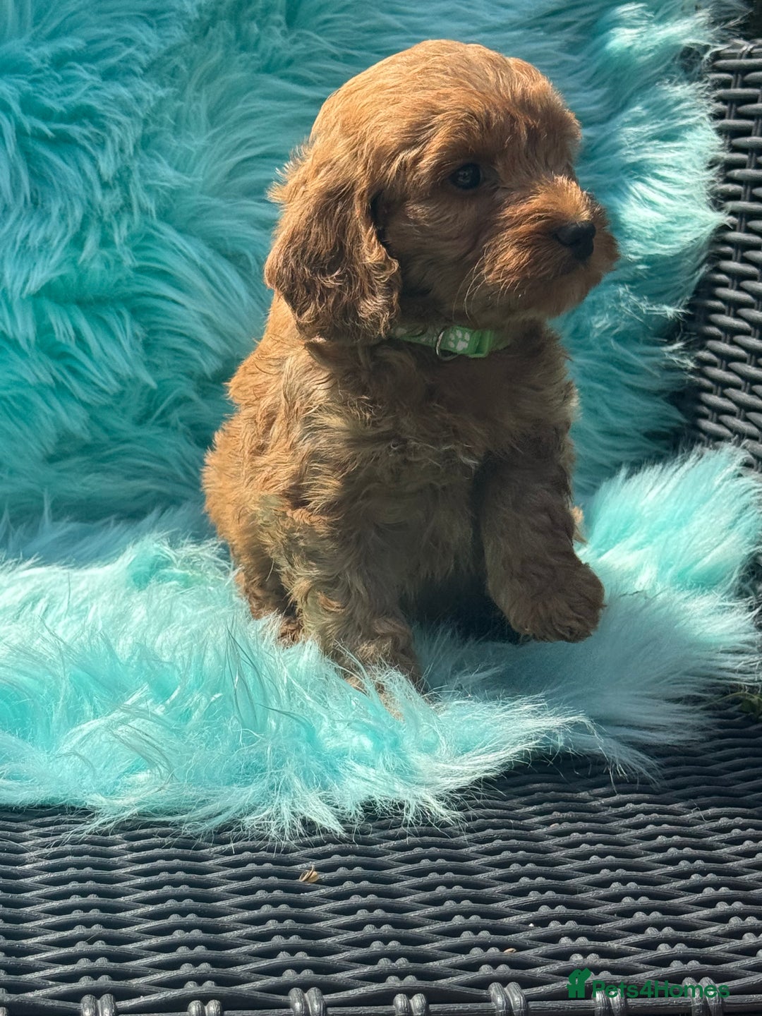 Cockapoo dogs for sale: Stunning Cockerpoo’s available  - Image 15