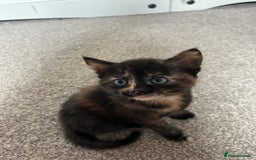 Mixed Breed cats for sale: 2 fluffy girls left out of litter of 5 - Image 2