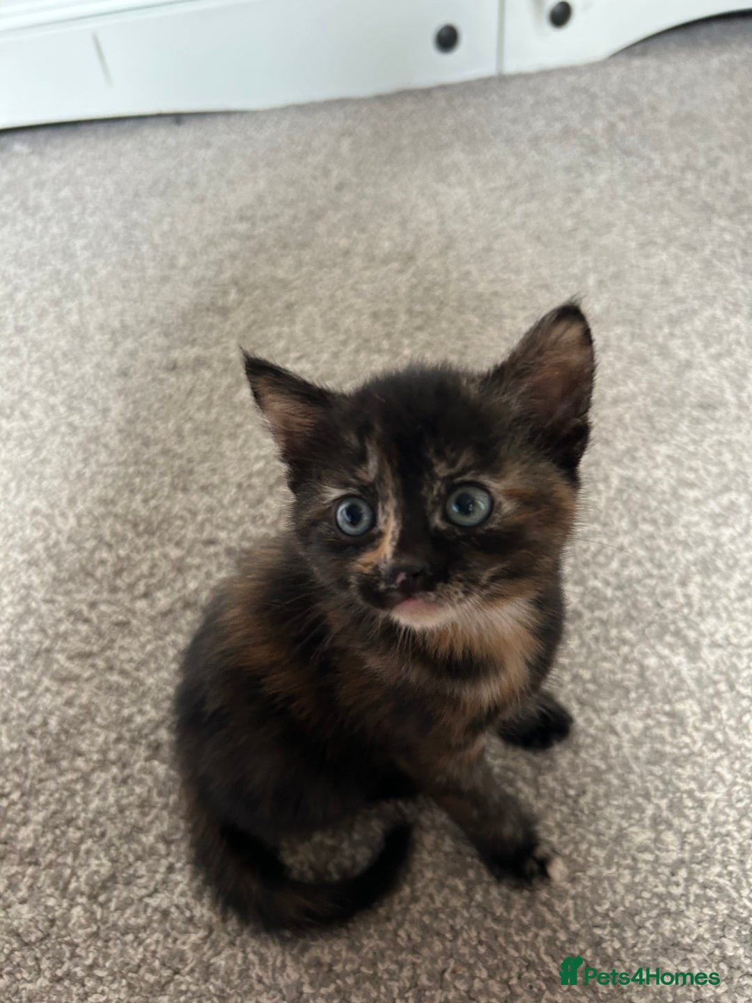 Mixed Breed cats for sale: 2 fluffy girls left out of litter of 5 - Image 2