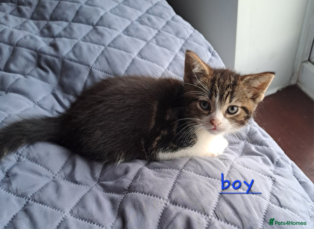 Domestic Shorthair cats for sale: 3 gorgeous kittens for sale - Advert 13