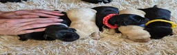 Labrador Retriever dogs for sale: Pedigree Labrador Puppies ready 10th September  - Advert 7