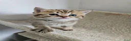 British Shorthair cats for sale: British Shorthair kittens!!!  - Advert 10