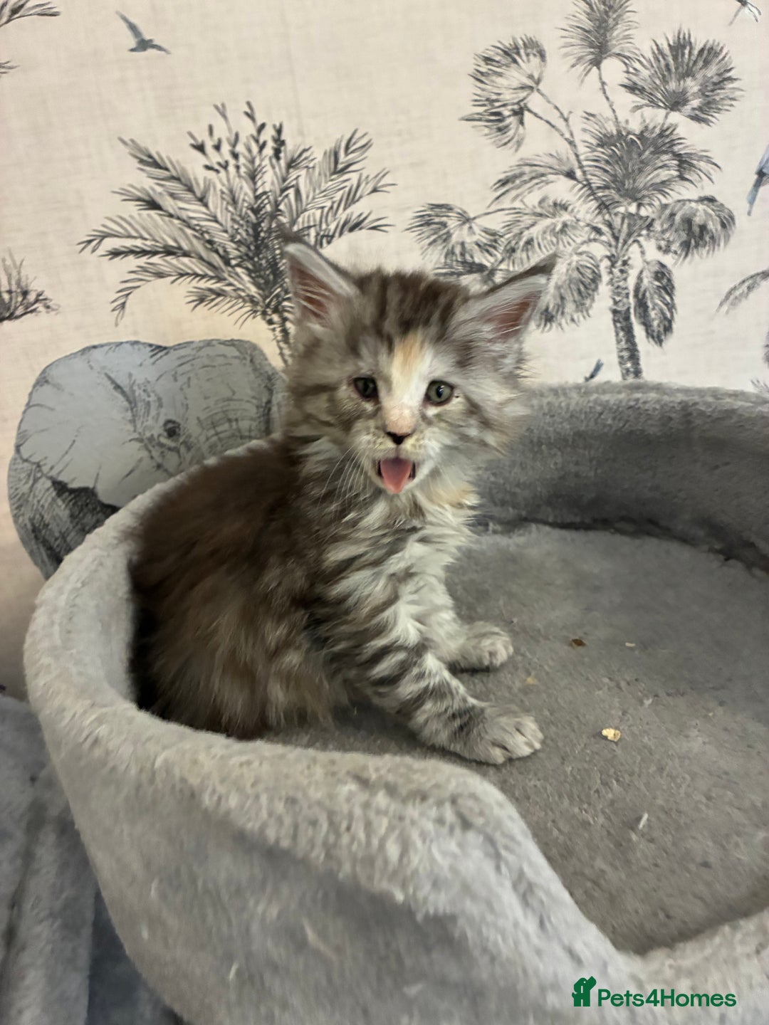 Maine Coon cats for sale: Maine Coon Kittens - Advert 18