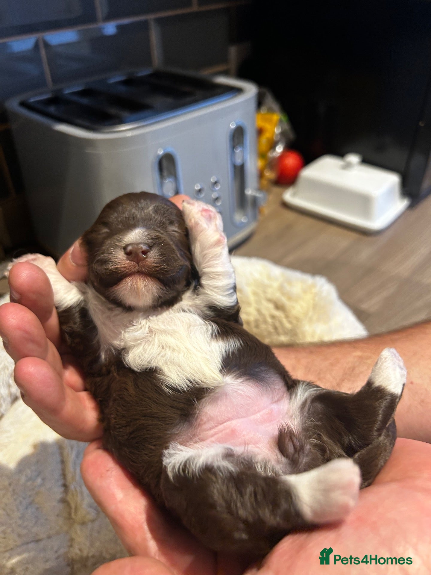 Havanese dogs Stunning pedigree Havanese puppies  - Advert 1