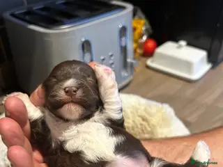 Havanese dogs Stunning pedigree Havanese puppies - Advert 2