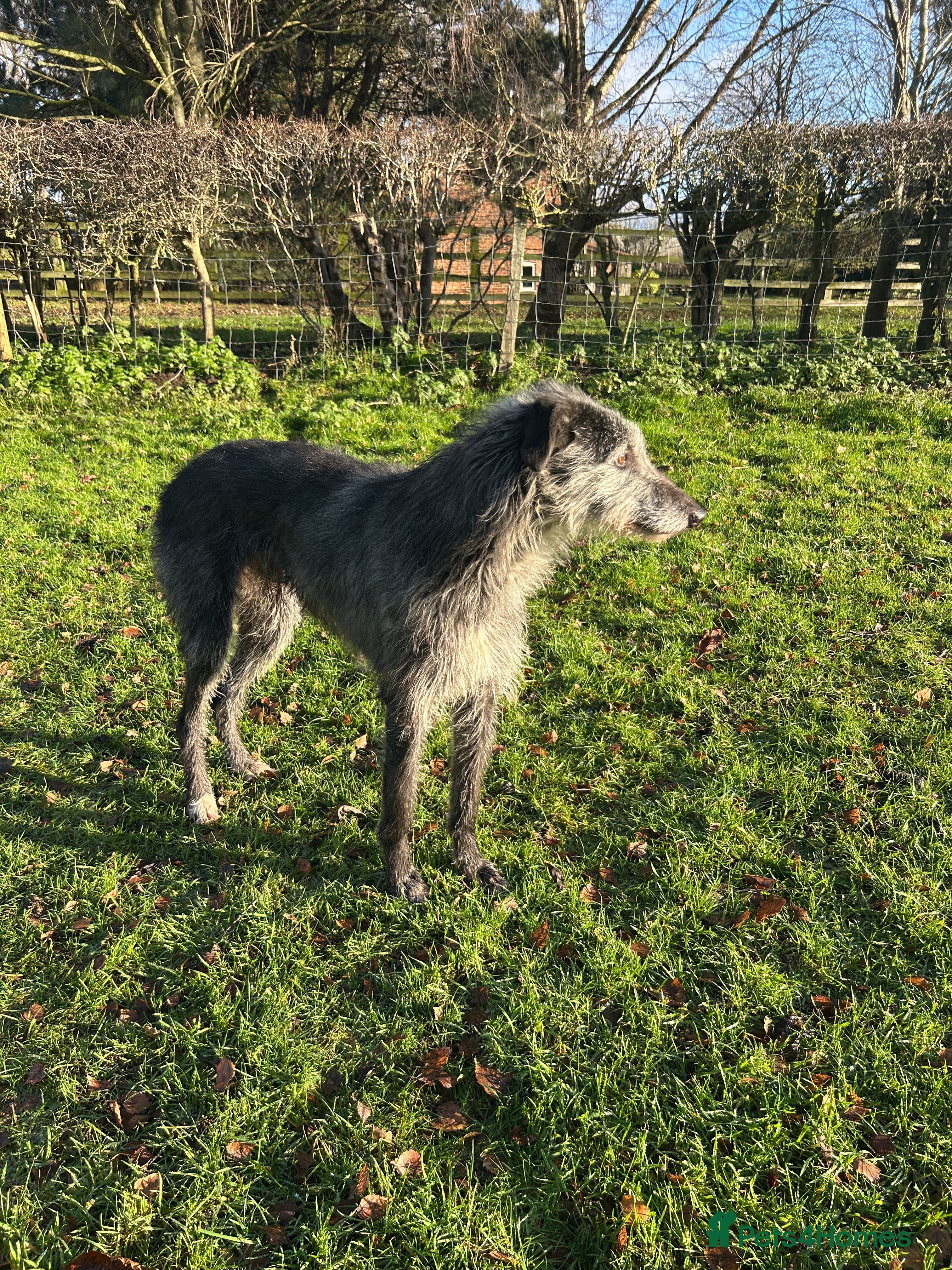 Mixed Breed dogs Noodle  - Advert 1