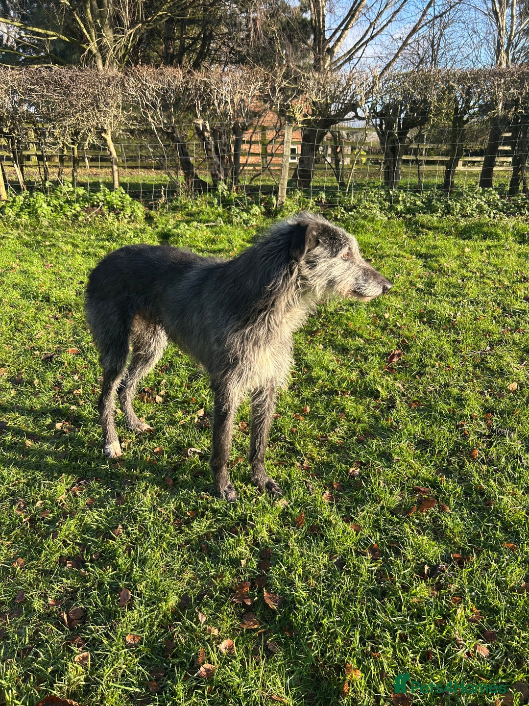 Mixed Breed dogs for sale: Noodle  - Advert 1