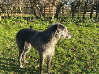 Mixed Breed dogs Noodle - Advert 3