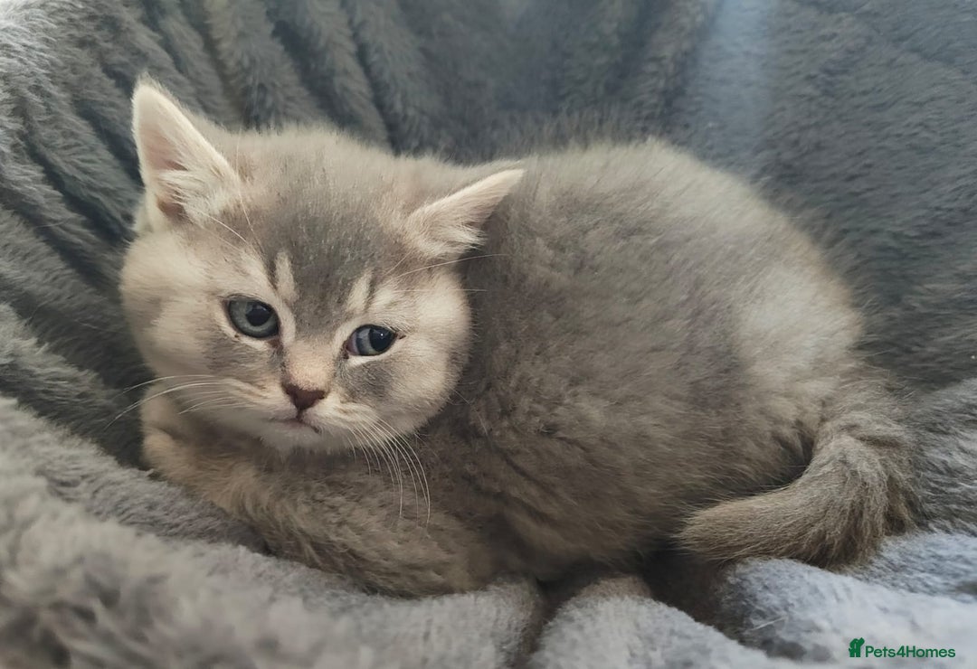 British Shorthair cats for sale: 8 BRITISH SHORTHAIR KITTENS GCCF REGISTERED  - Advert 7
