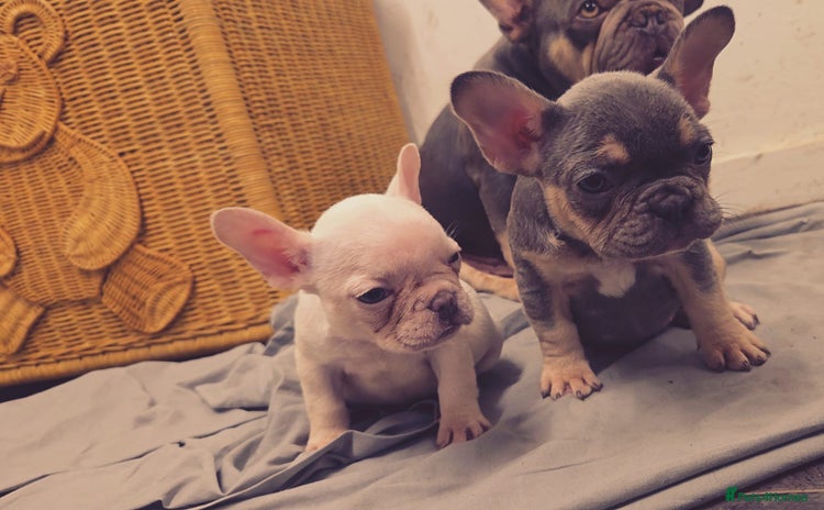French Bulldog dogs - Advert 7