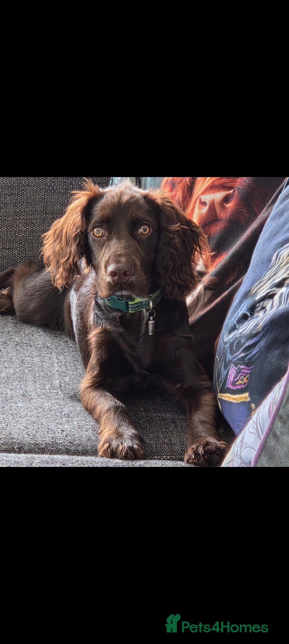 Cocker Spaniel dogs for sale: Cocker spaniel puppies due  - Advert 7