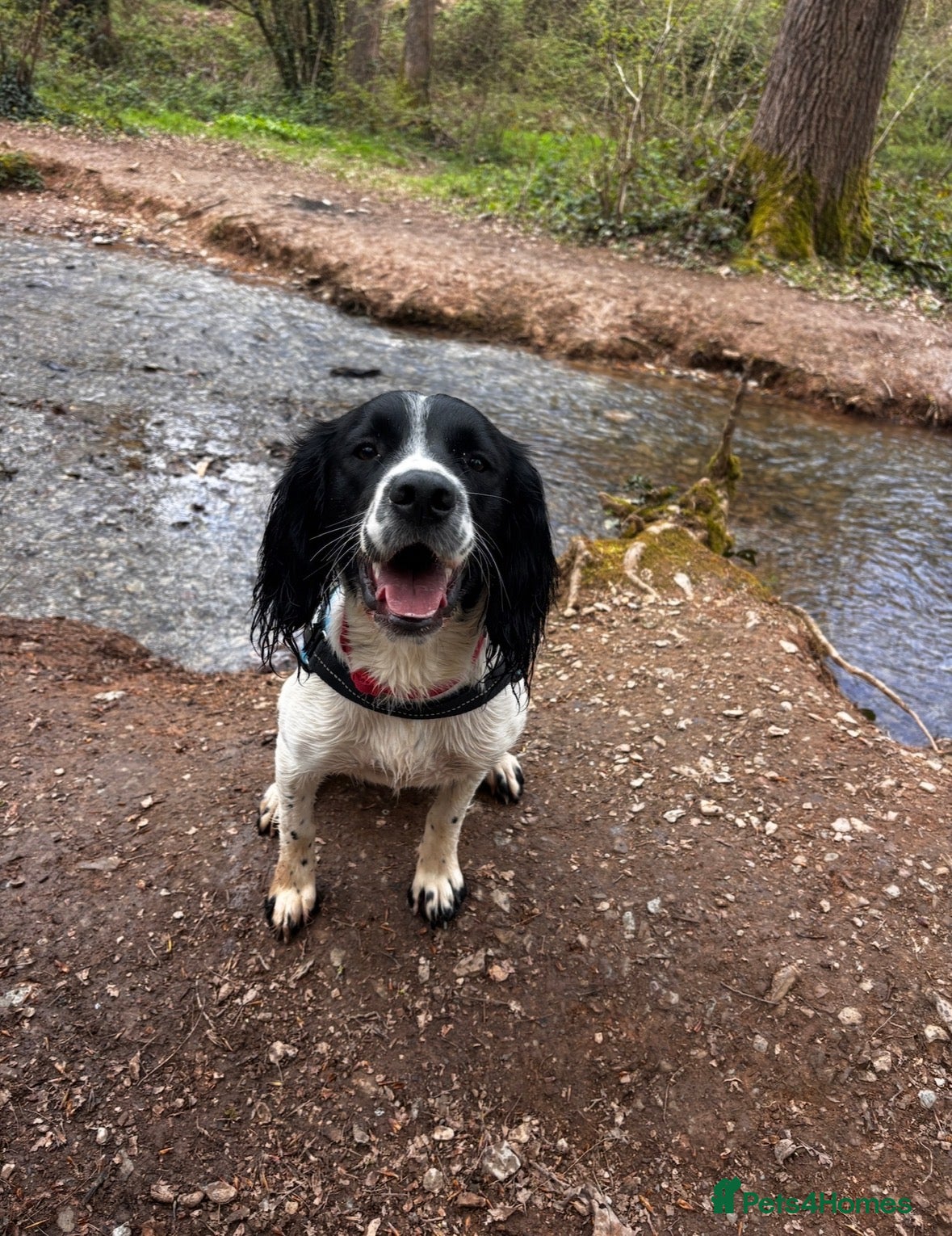 English Springer Spaniel dogs Beautiful 10 month old springer spaniel Izzy - Advert 1