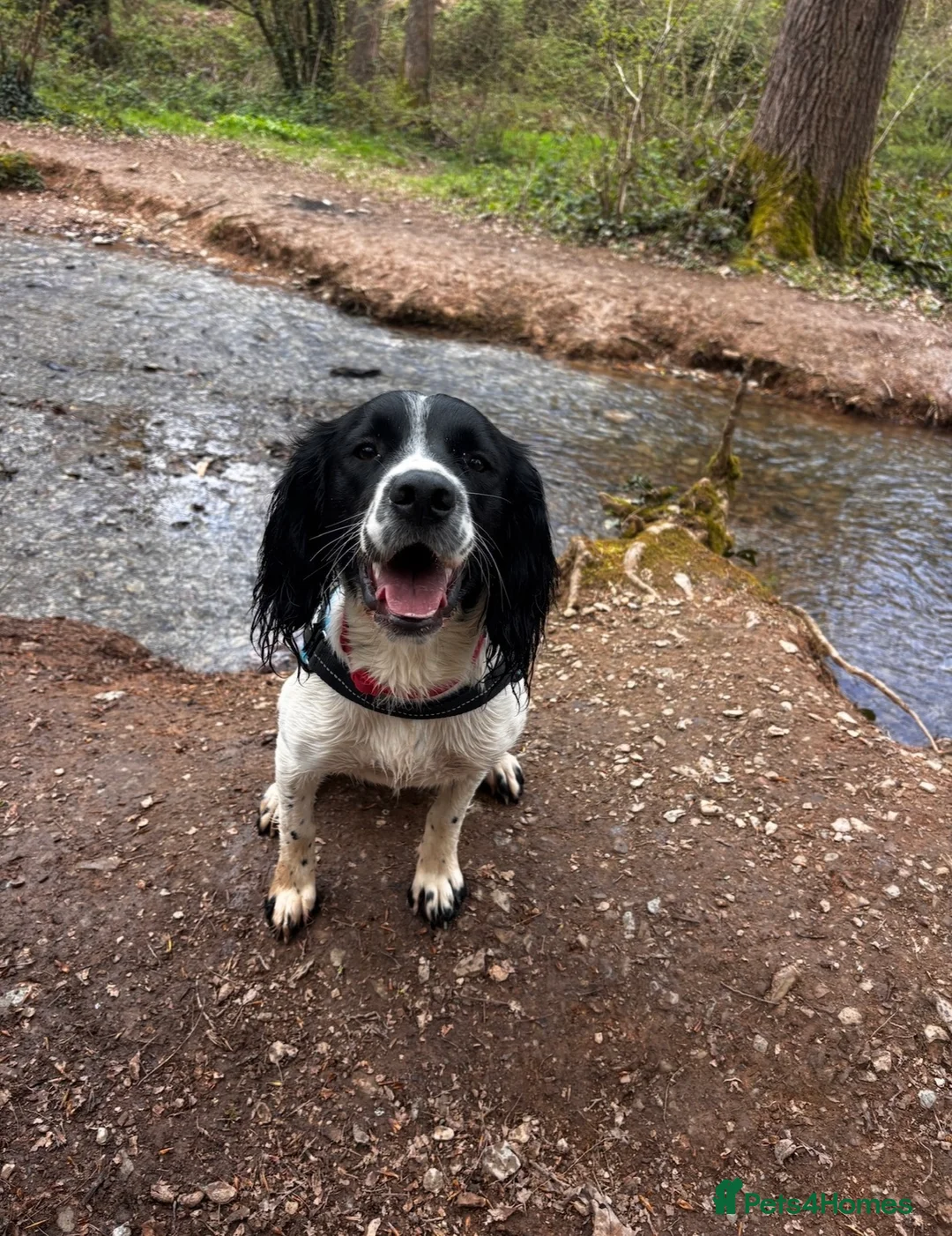 English Springer Spaniel dogs for sale: Beautiful 10 month old springer spaniel Izzy - Advert 1