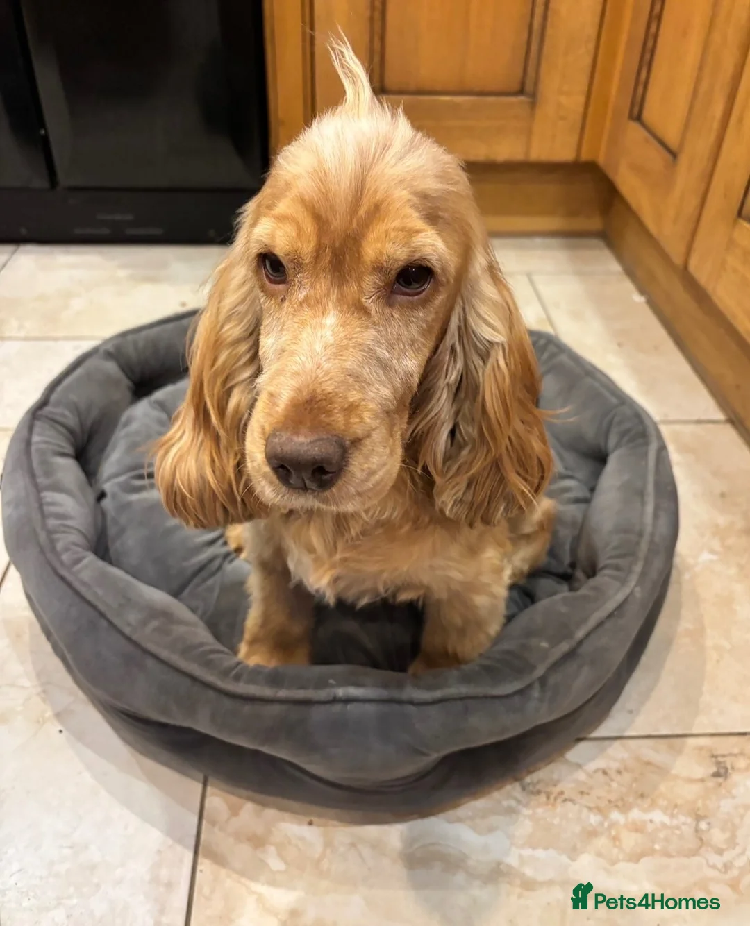 Cocker Spaniel dogs for sale: BEAUTIFUL COCKER SPANIEL PUPPIES  - Advert 2