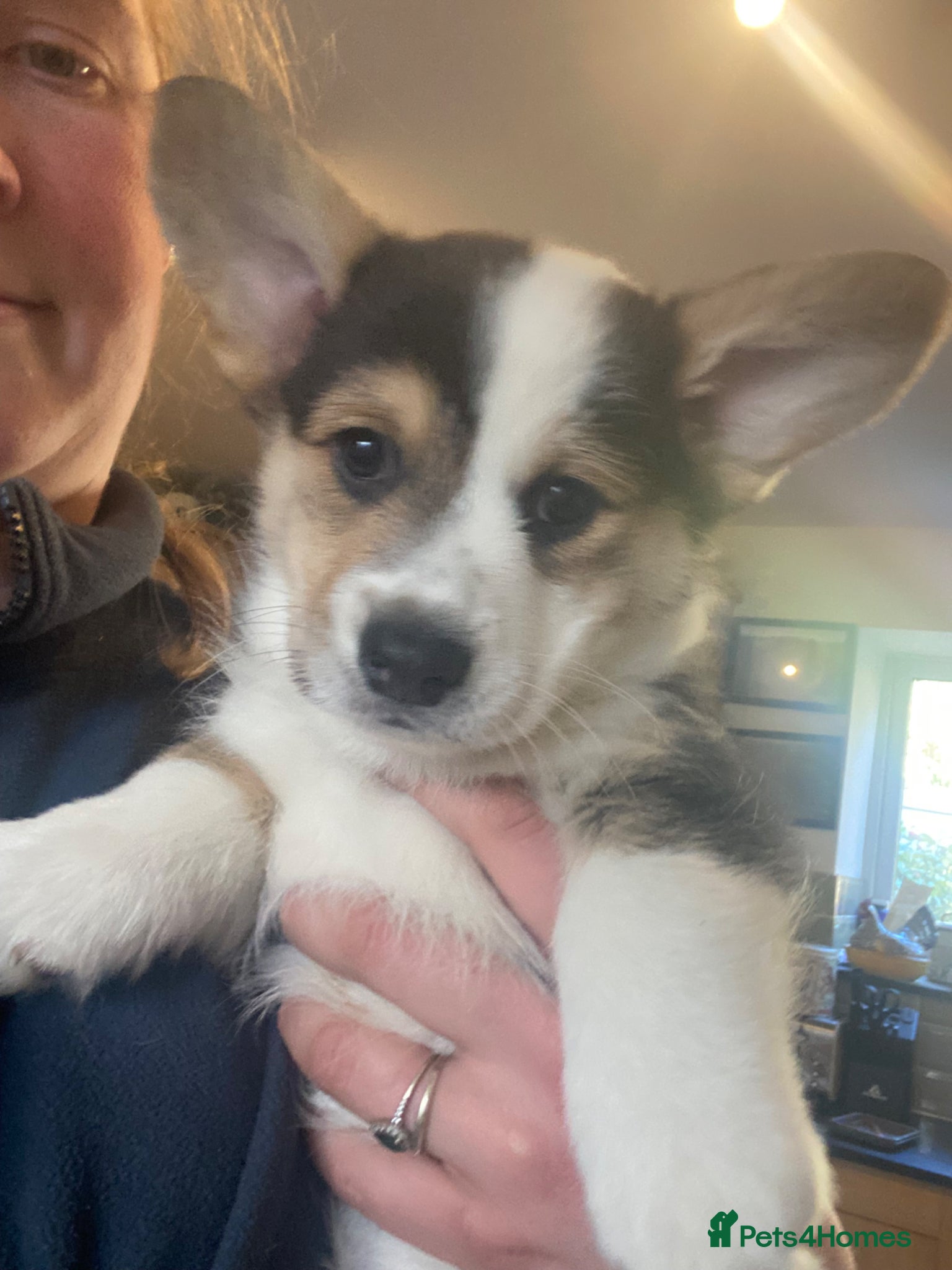 Welsh Corgi Pembroke dogs Last KC corgi! Ready to go!  - Advert 9