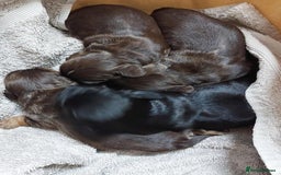 Cocker Spaniel dogs for sale: Our lovely Cocker has had her puppies - Image 7