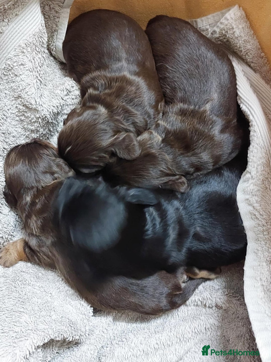Cocker Spaniel dogs for sale: Our lovely Cocker has had her puppies - Image 7