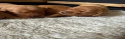 Labrador Retriever dogs for sale: Fox Red KC registered Labradors - Advert 35