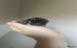 Pygmy Hedgehog rodents for sale: Gorgeous Male Pygmy hog  - Image 2