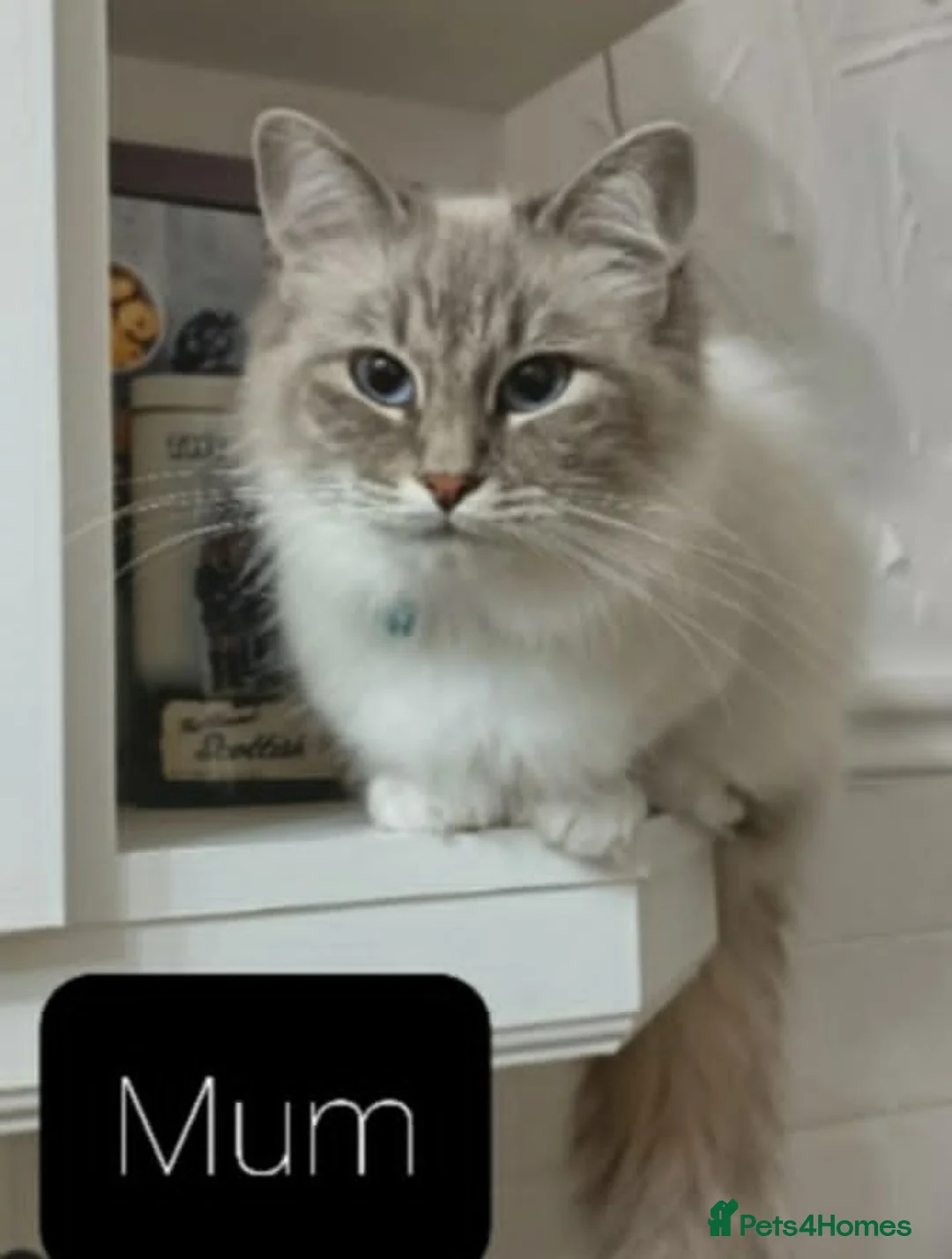 Mixed Breed cats for sale: Maine Coon X Ragdoll (Ragcoon) kittens - Advert 18