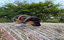 Jack Russell dogs for sale: Miniture Jack Russell - Image 2