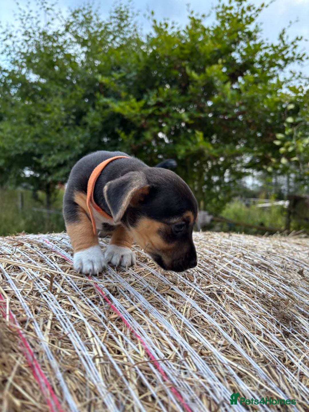 Jack Russell dogs for sale: Miniture Jack Russell - Image 2