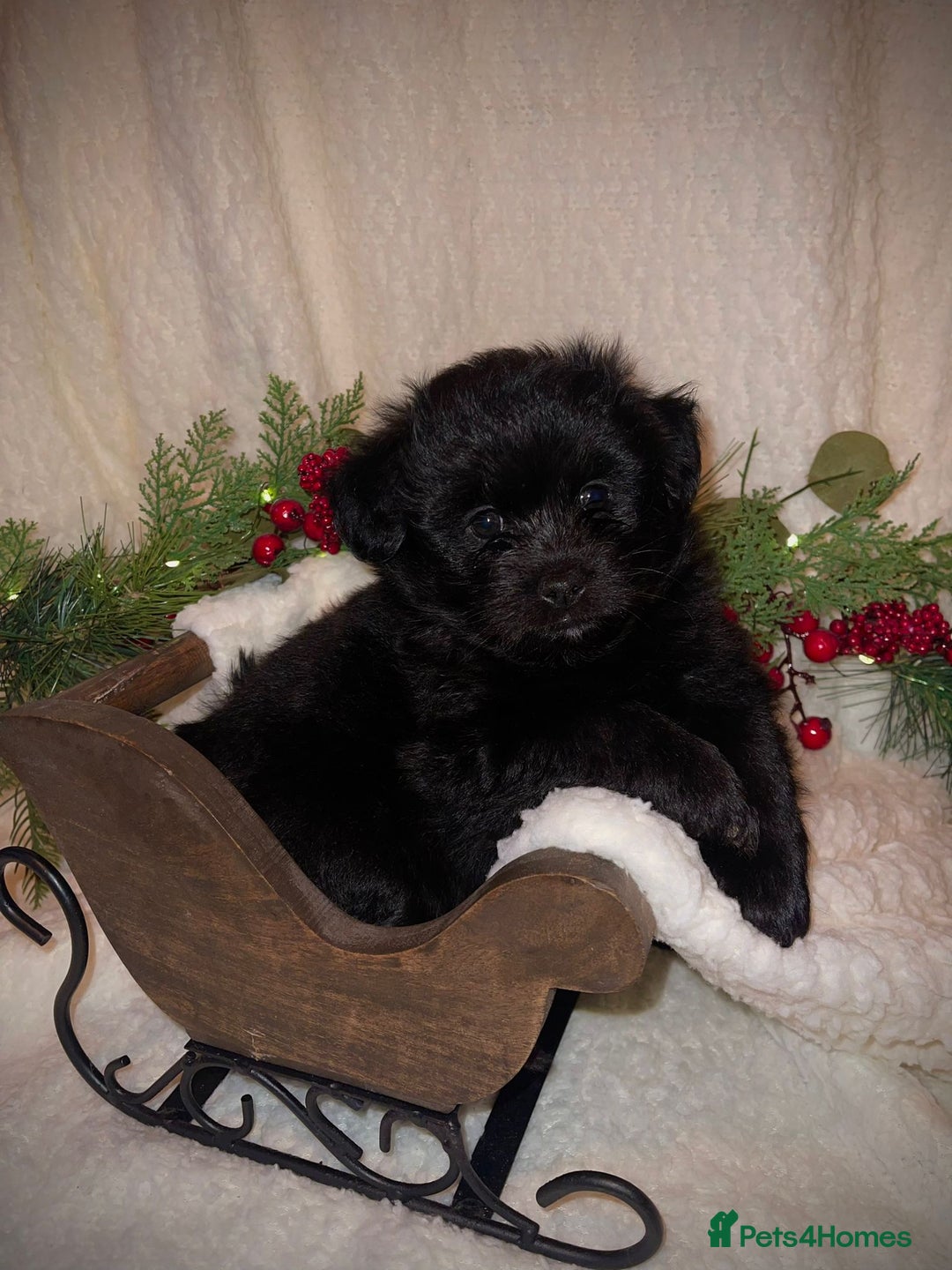 Mixed Breed dogs for sale: LaPom pups for sale Belfast - Advert 9
